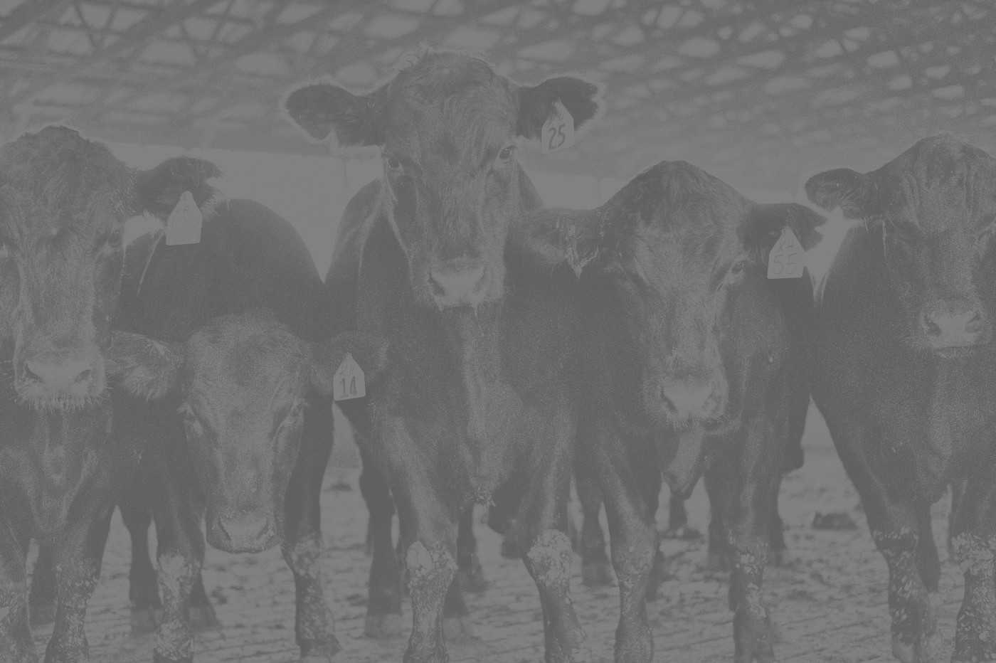 Cattle standing together in a feedyard